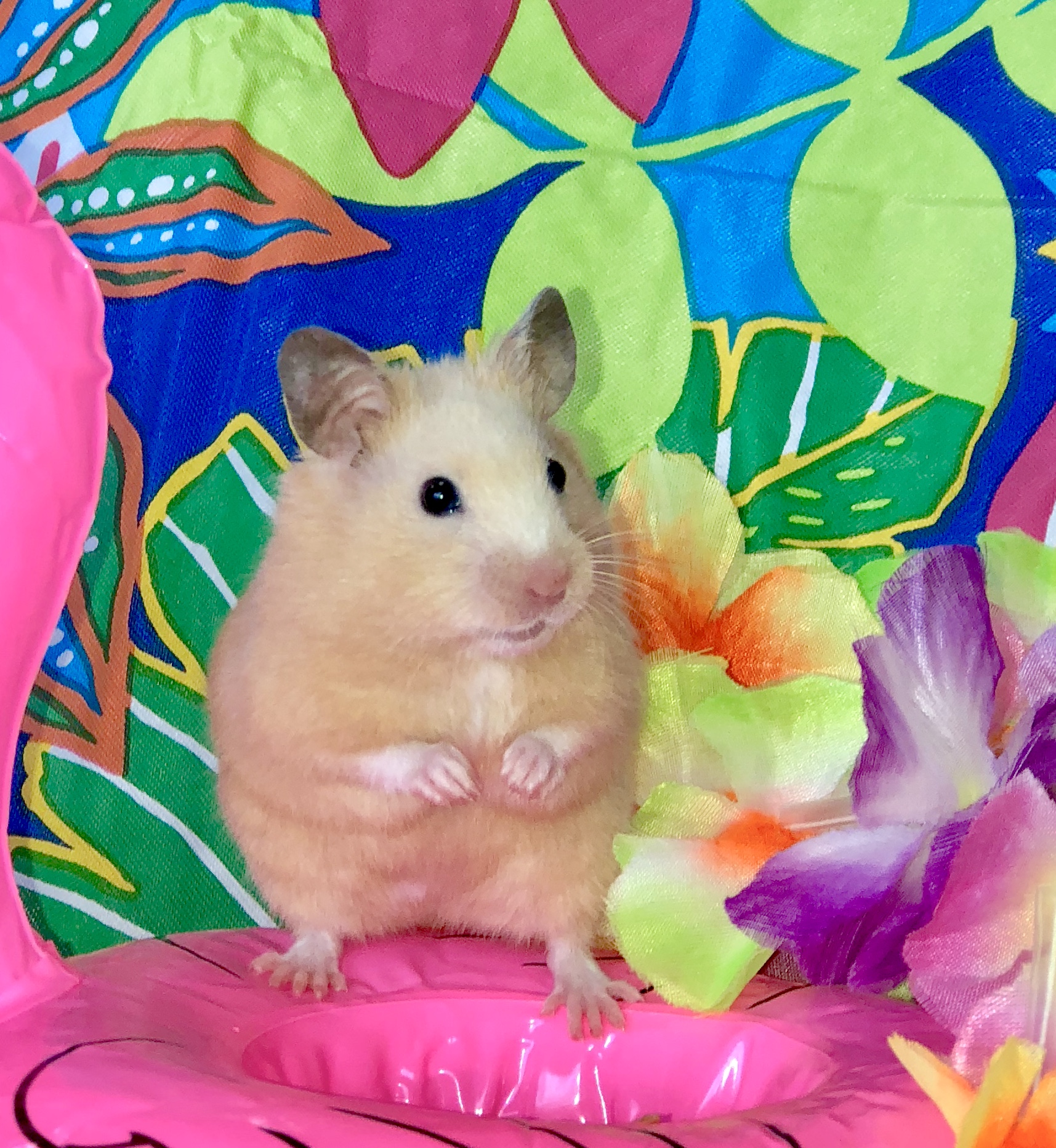 Small Animals Most Valuable Pets Lexington's Local choice for your MVP!