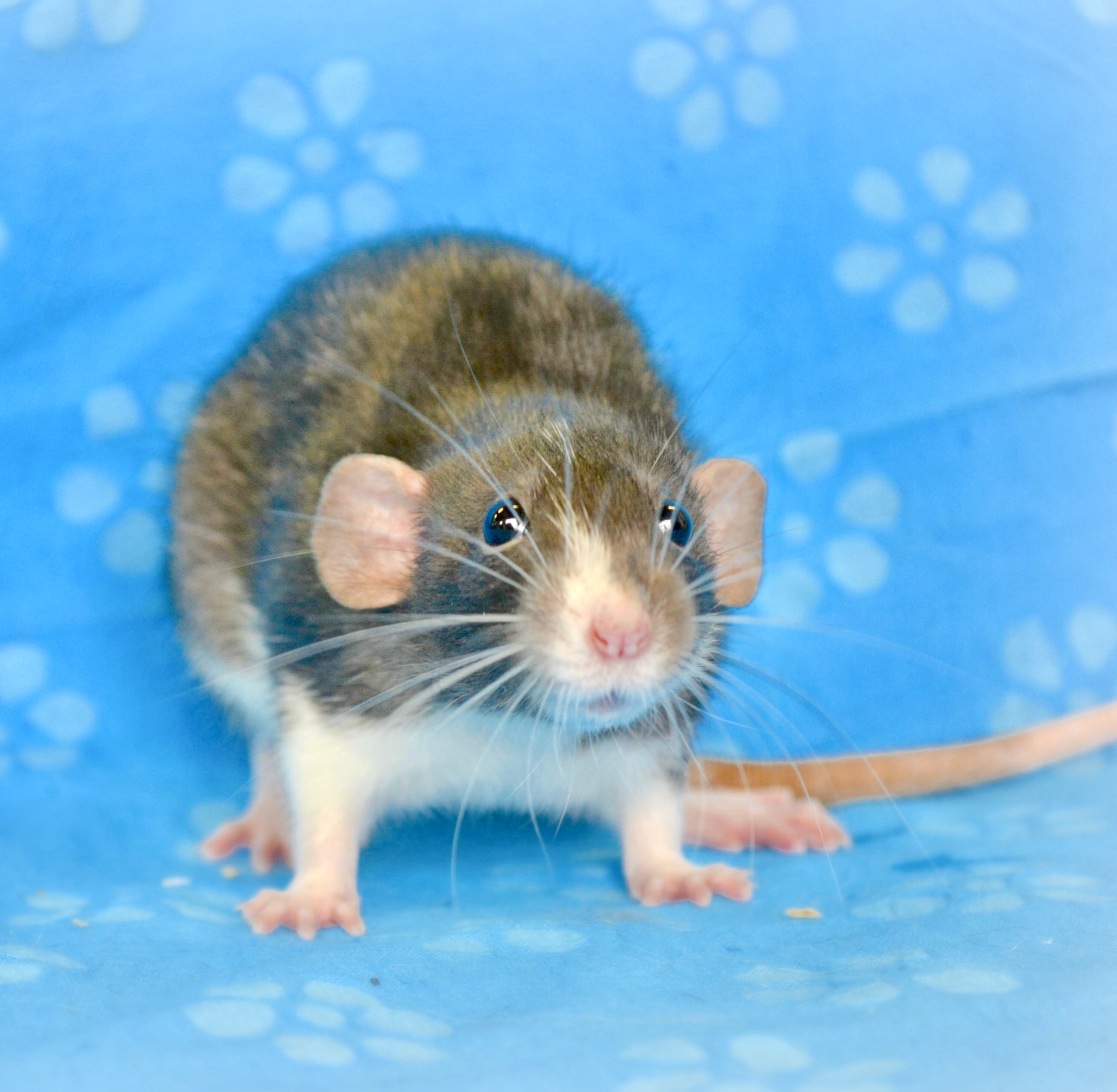 Small Animals Most Valuable Pets Lexington's Local choice for your MVP!