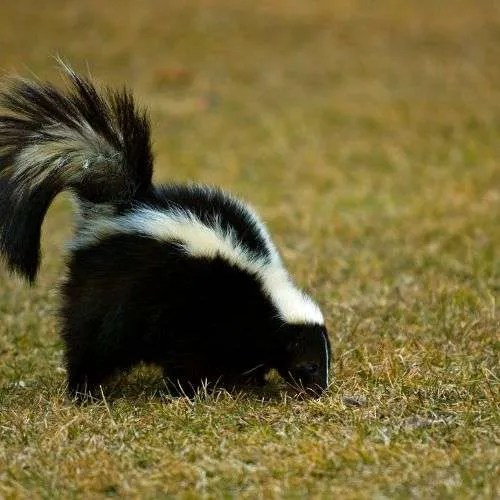 Does Your Digital Marketing Smell Like Skunk? (and 5 tips for