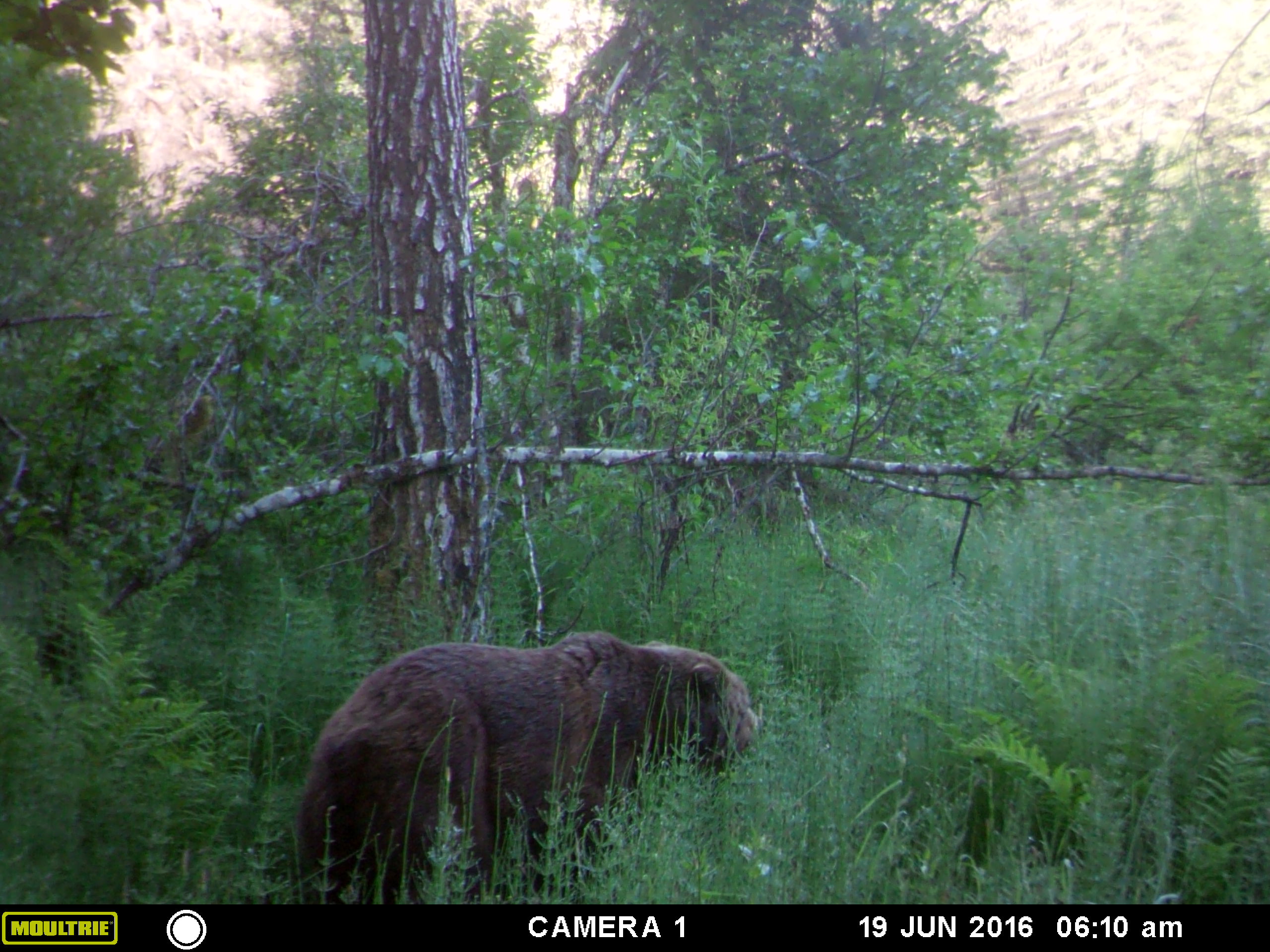 MOULTRIE DIGITAL GAME CAMERA | Motes Mountain Chronicles