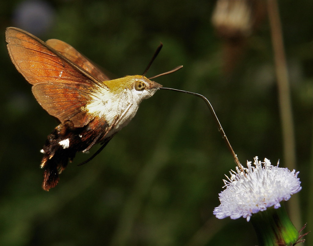 Hummingbird Hawkmoth Identification, Life Cycle, Facts & Pictures