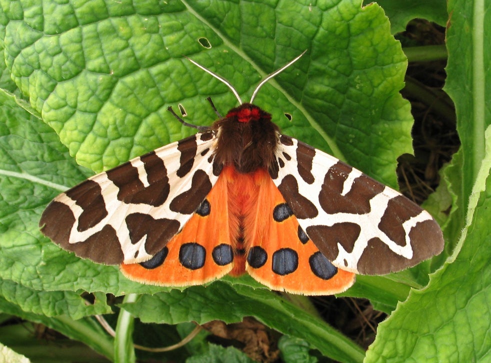 Garden Tiger Moth Identification, Life Cycle, Facts & Pictures
