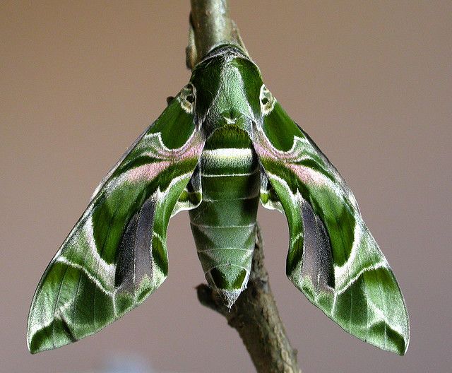 Oleander Hawkmoth Identification, Life Cycle, Facts & Pictures
