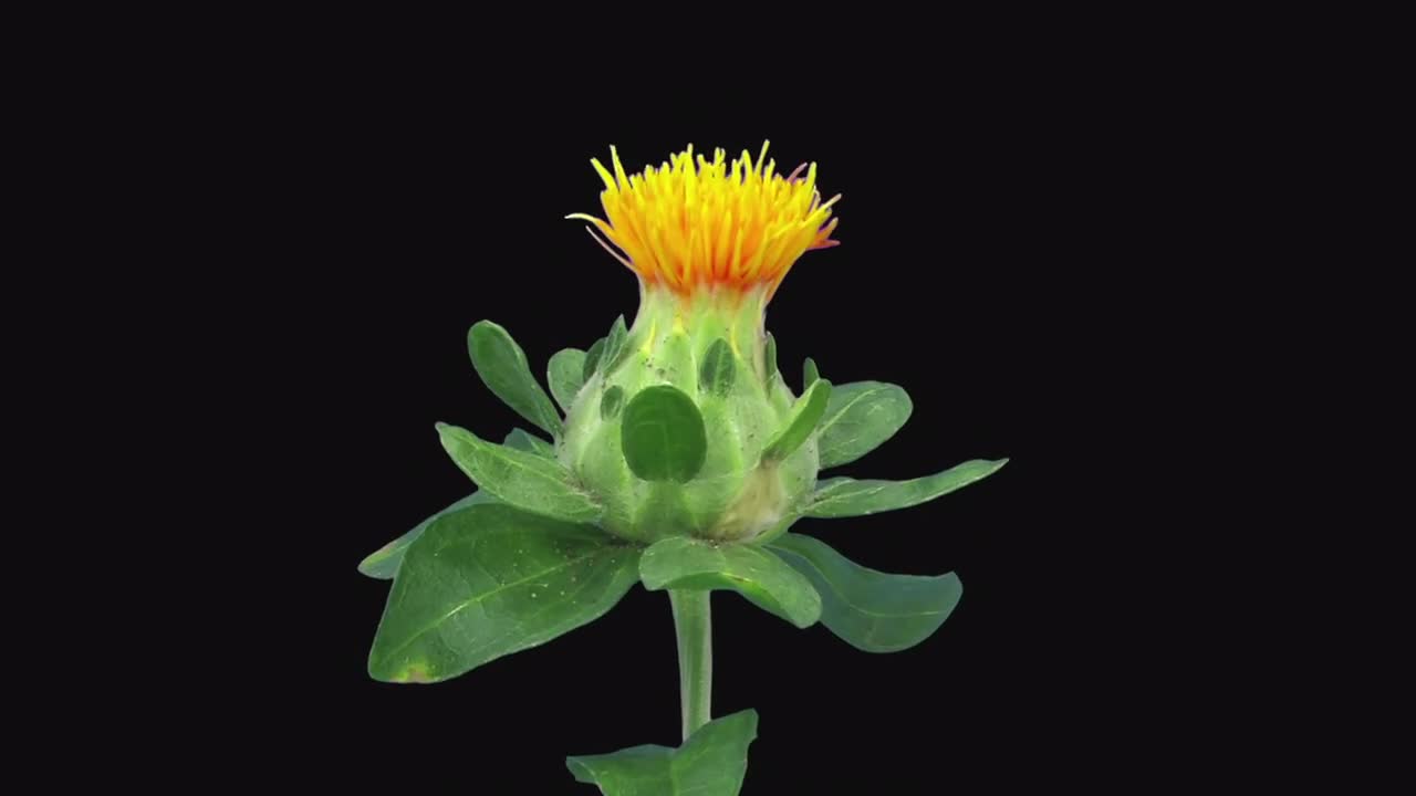 Timelapse Of Opening Zanzibar Flower Stock Video Motion Array