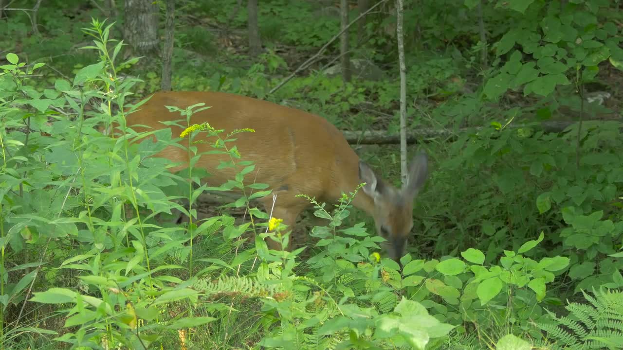Deer Eating In The Forest Stock Video Motion Array