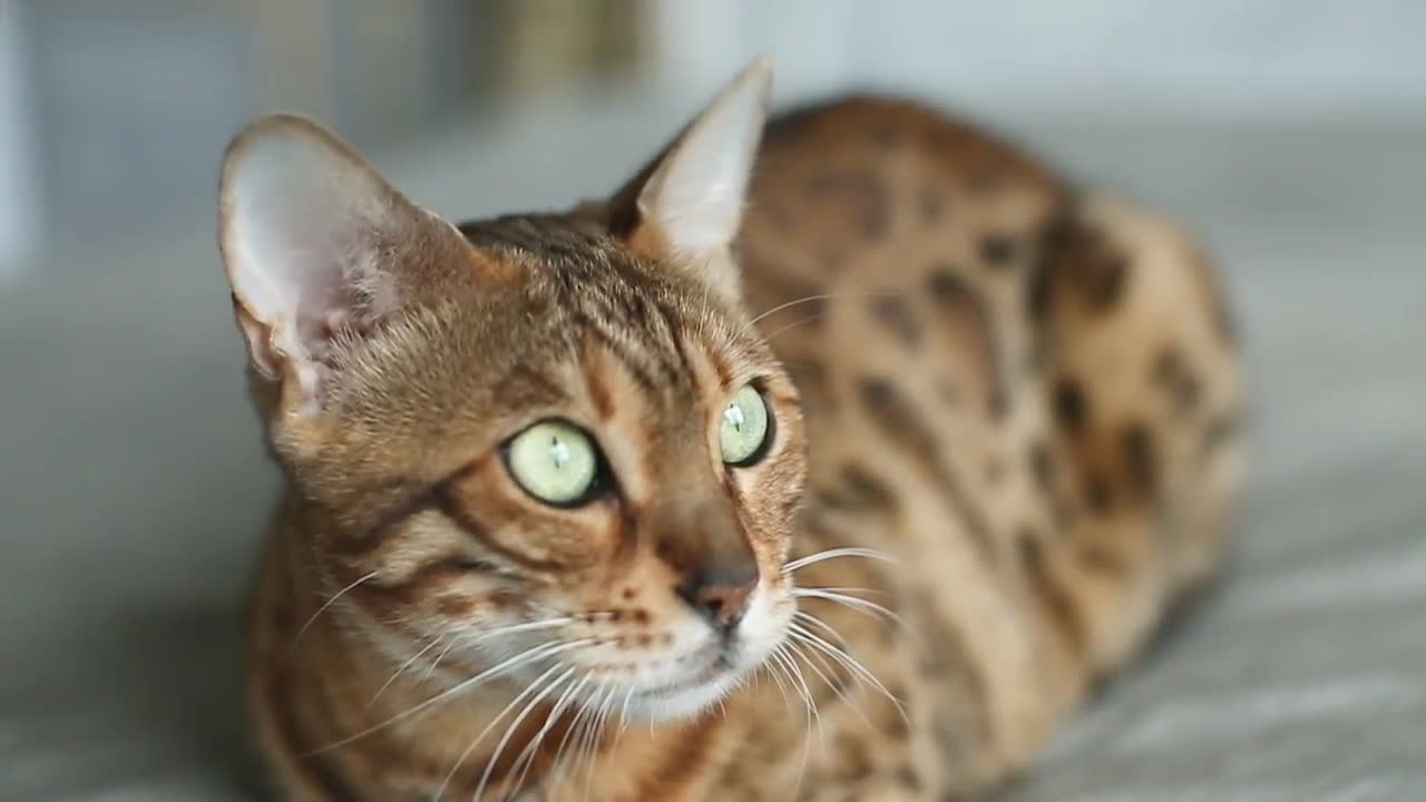 Bengal House Cat Stock Video Motion Array