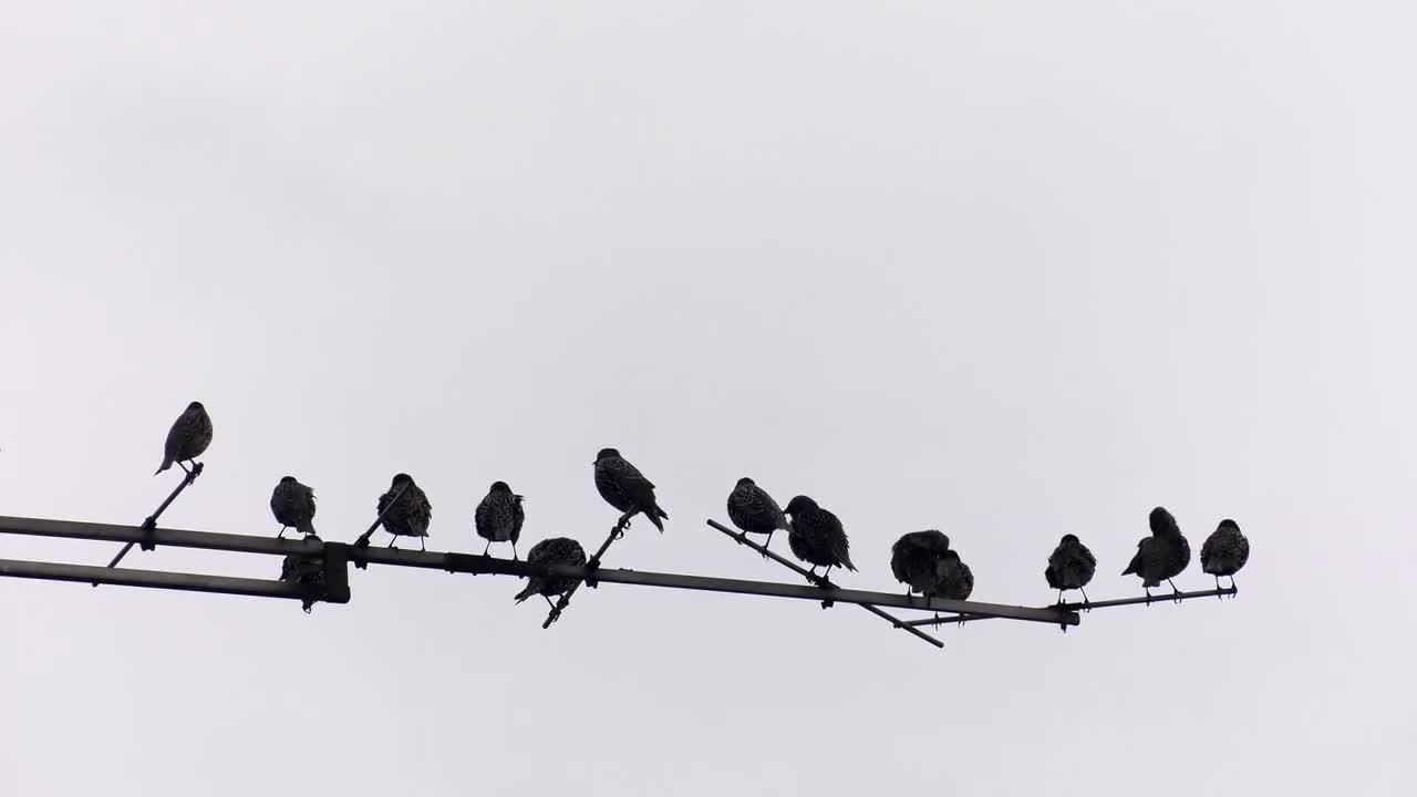 Birds Resting On TV Antenna Stock Video Motion Array