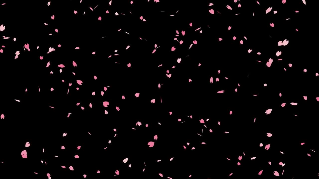Falling Sakura Cherry Blossoms Stock Motion Graphics Motion Array
