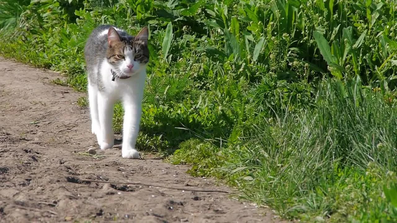 Walking Cat Stock Video Motion Array