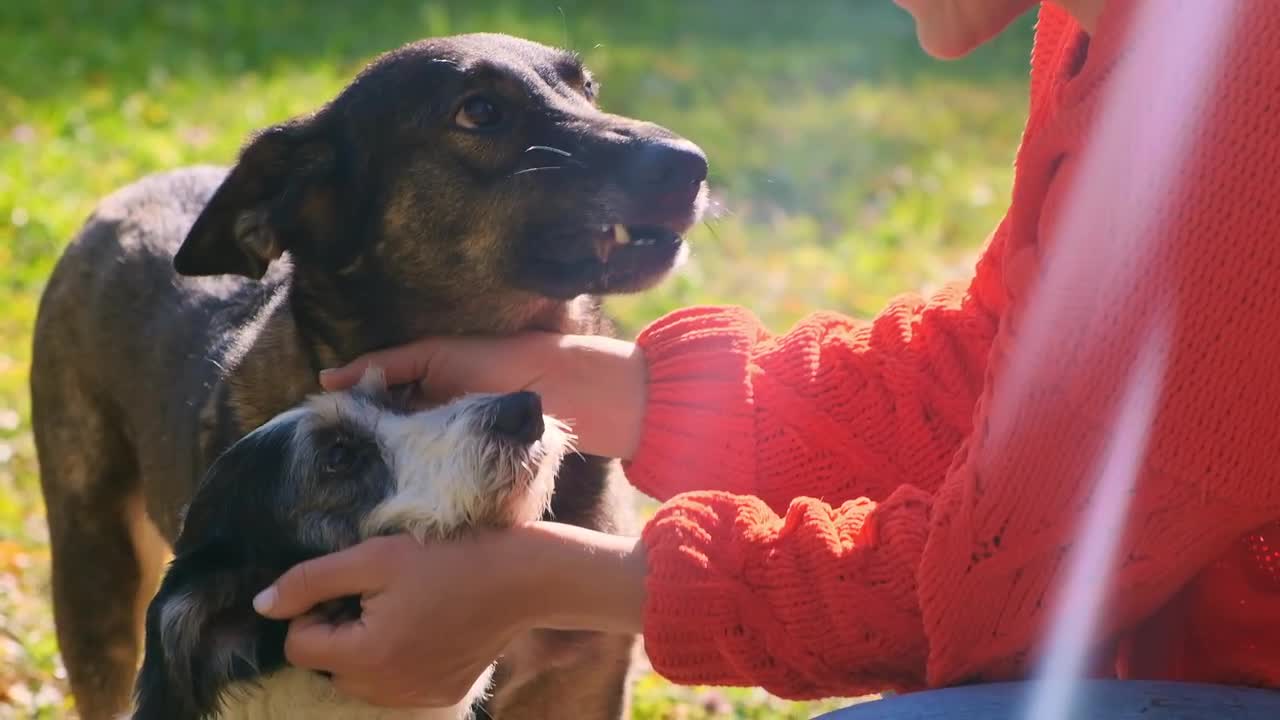 Dogs Licking Owners Face Stock Video Motion Array