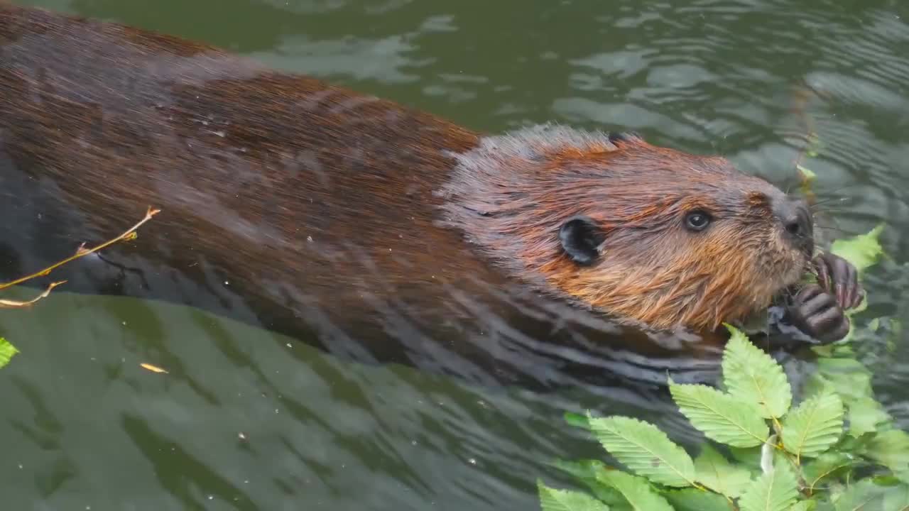 Beaver Eat Leaves Stock Video Motion Array