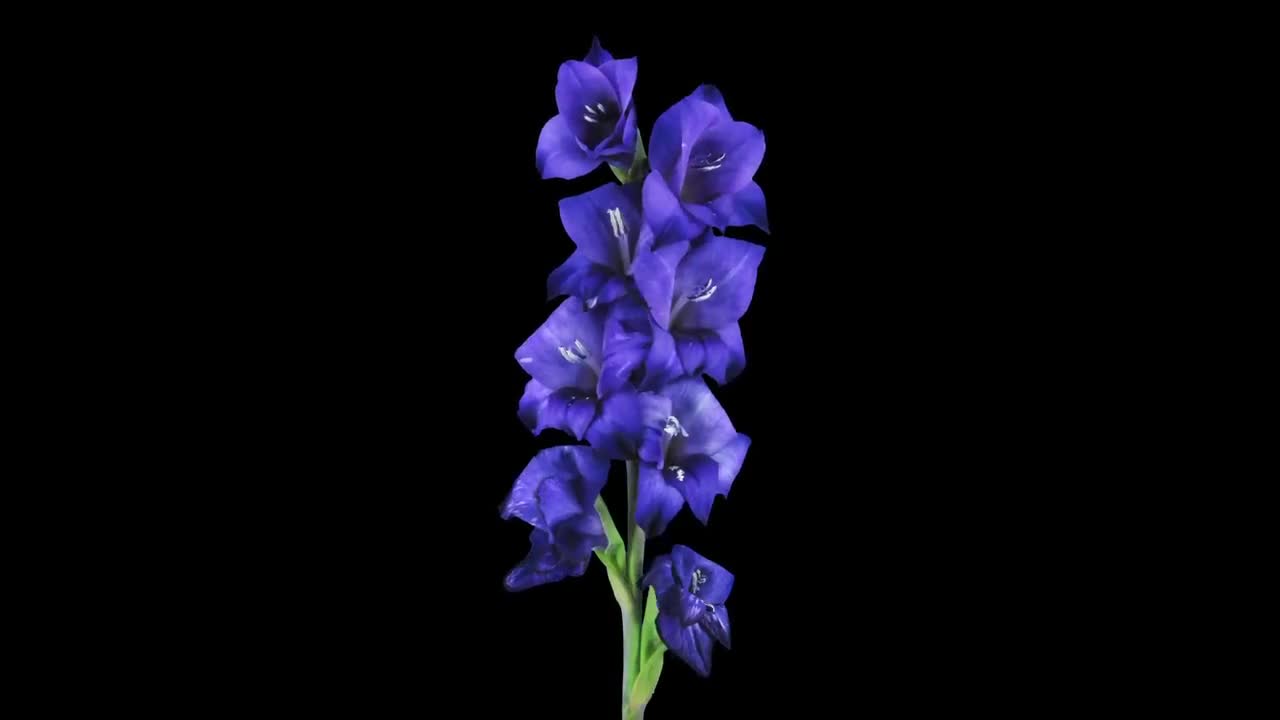 Dark Blue Gladiolus Flower Opens Stock Video Motion Array