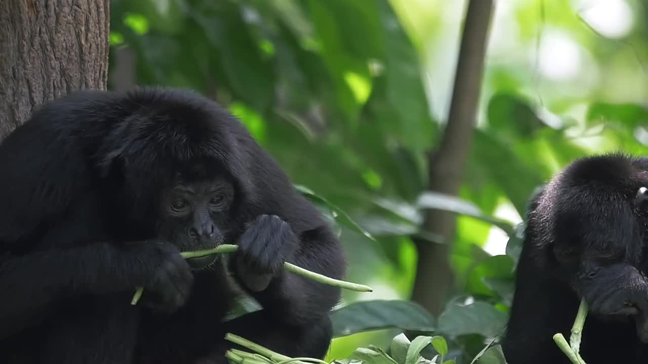 Wildlife Spider Monkeys Eating Stock Video Motion Array