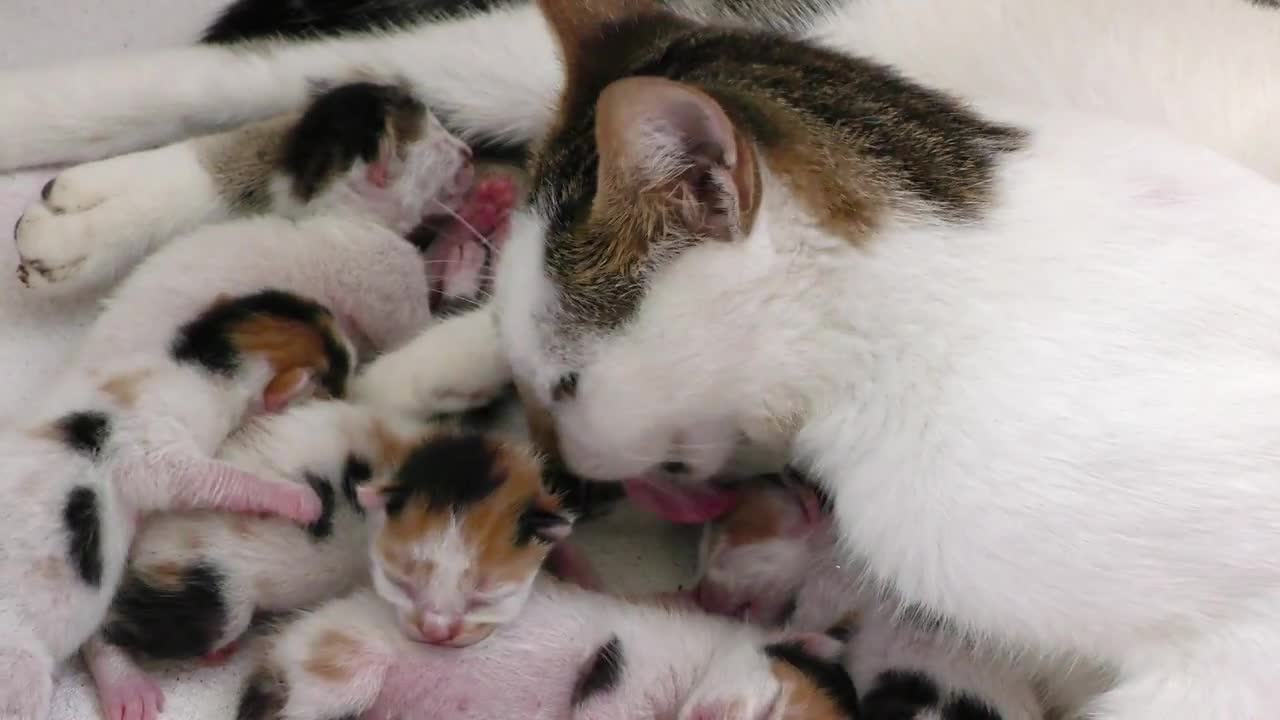 Mother Cat Breastfeeding Her Kittens Stock Video Motion Array
