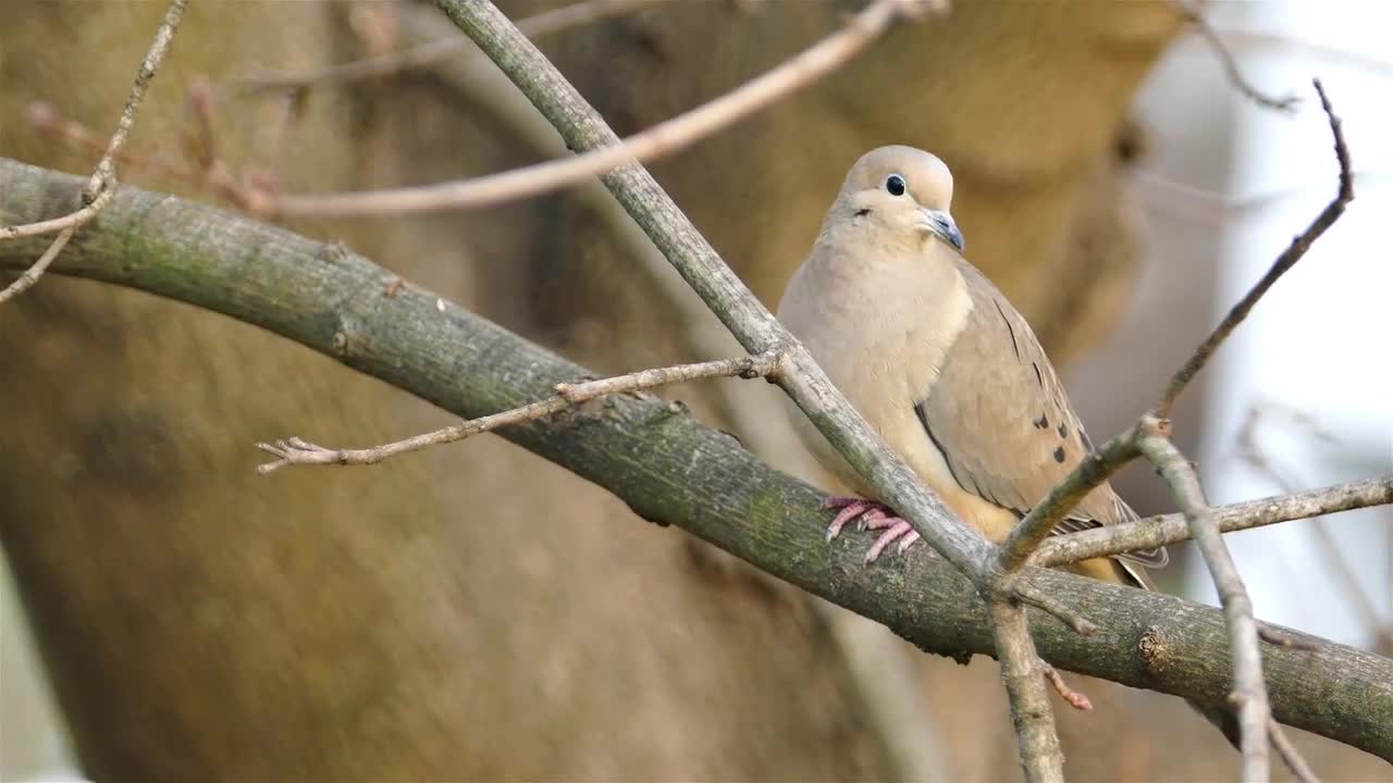Turtle Dove Sitting In A Tree Stock Video Motion Array