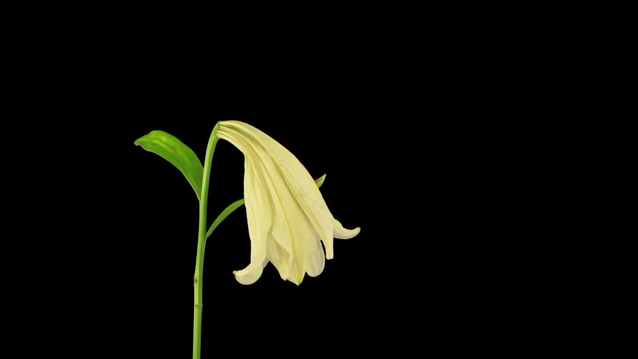 Dying White Easter lily Stock Video Motion Array