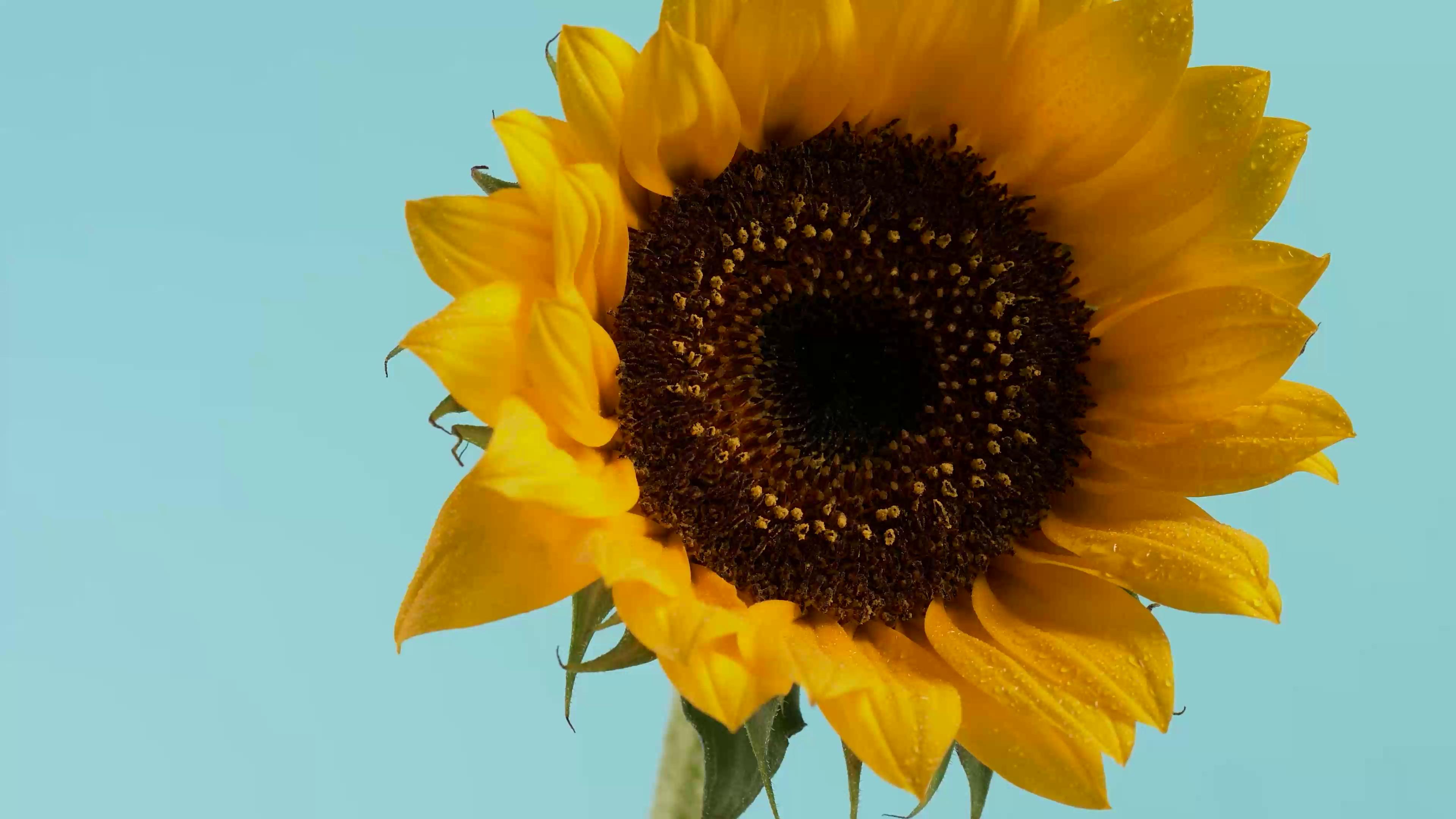 Sunflower Live Wallpaper