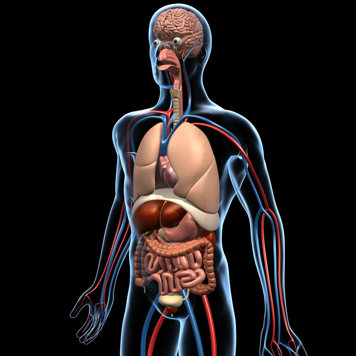 Human Anatomy & Brain MotionCow