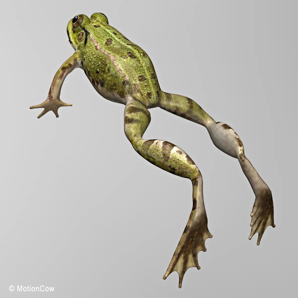 Green Frog MotionCow