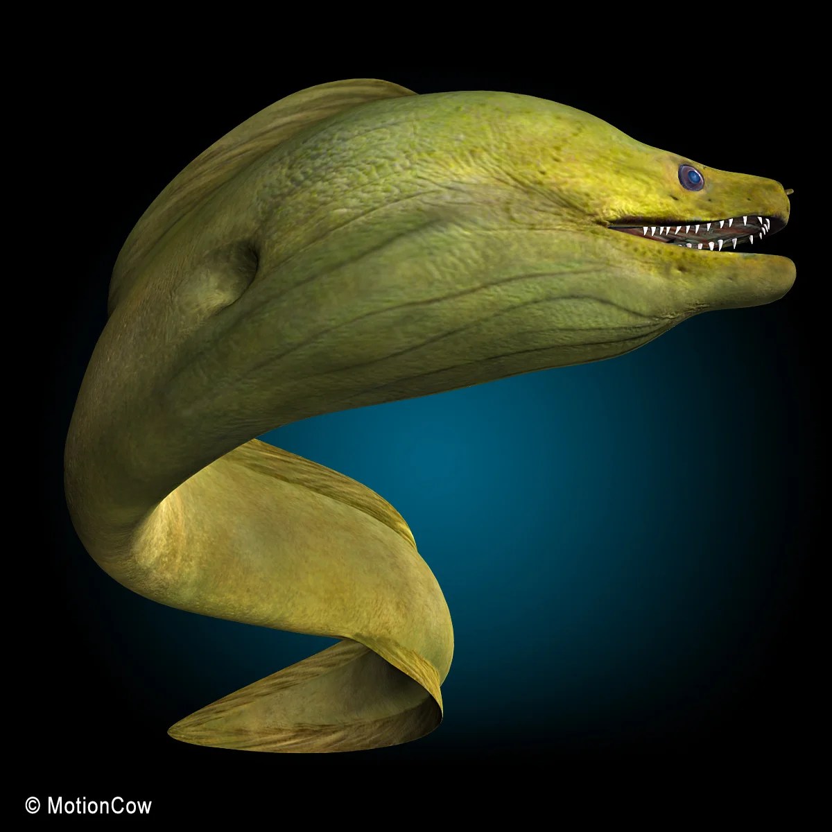 Moray Eel ( Green ) MotionCow