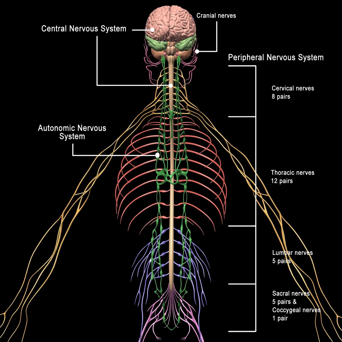 Skeleton, Anatomy & Nervous System MotionCow