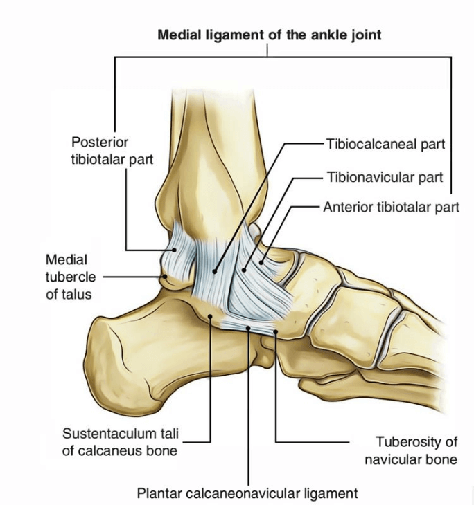 Medial Ankle Sprain MOTUS Physical Therapy