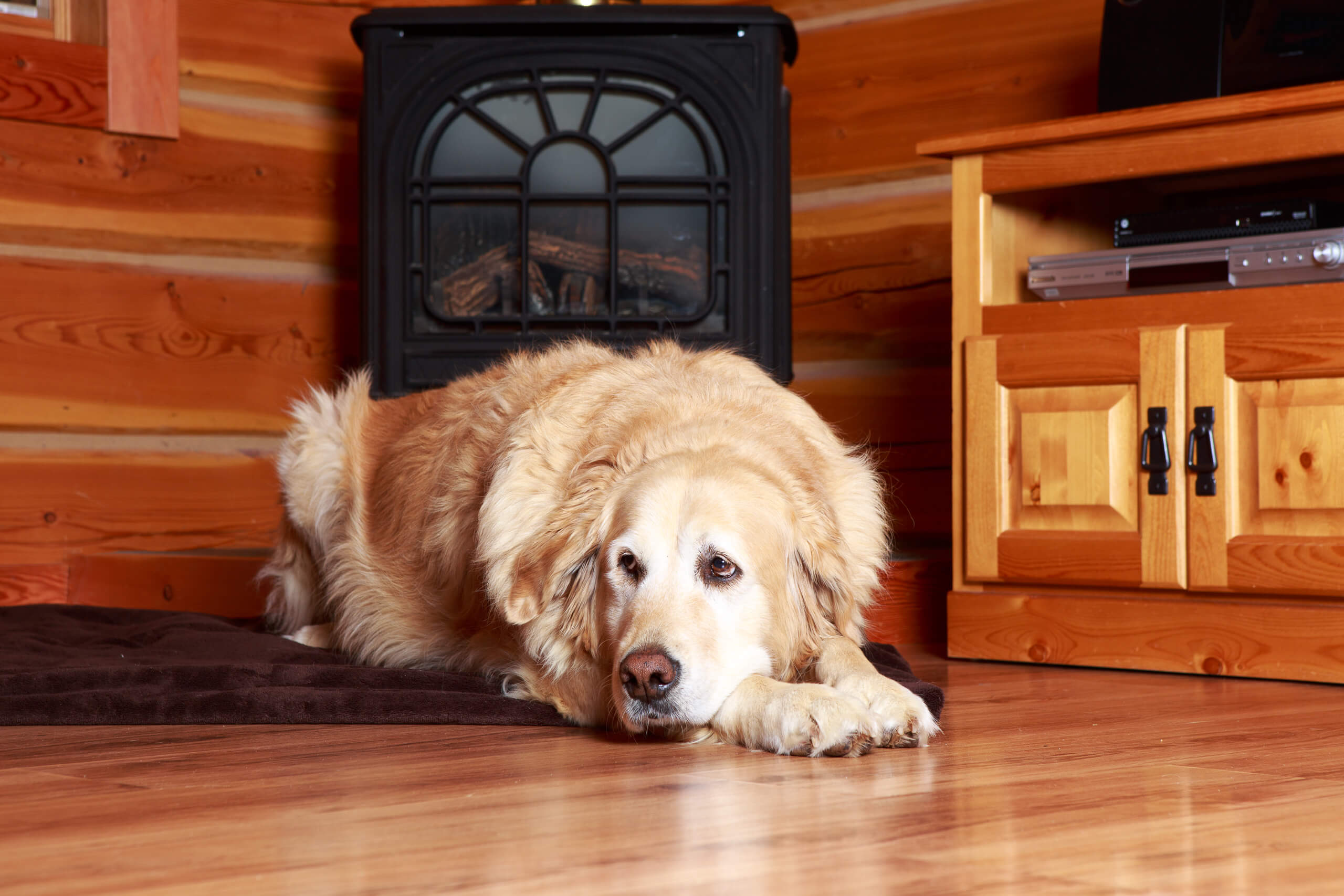 Mount 7 Lodges Pet Friendly Dogs Lodges