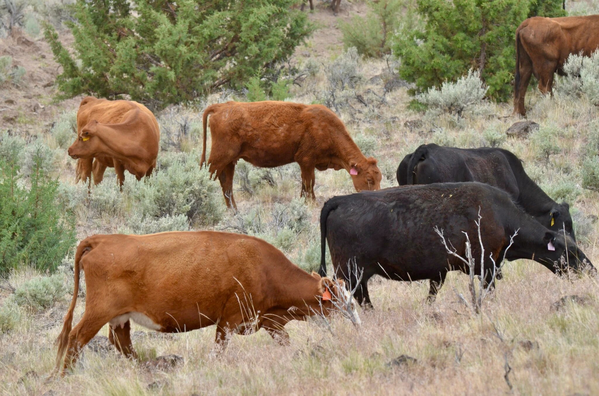 Roaring Springs Ranch Mountain Burger Bend