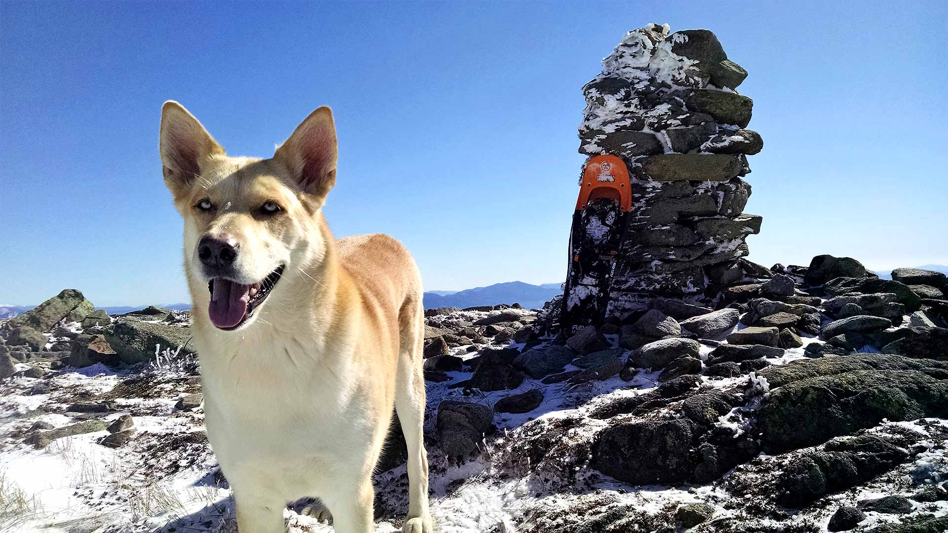 Emergency Dog Carrying Harness Mountain Dogware NH, USA