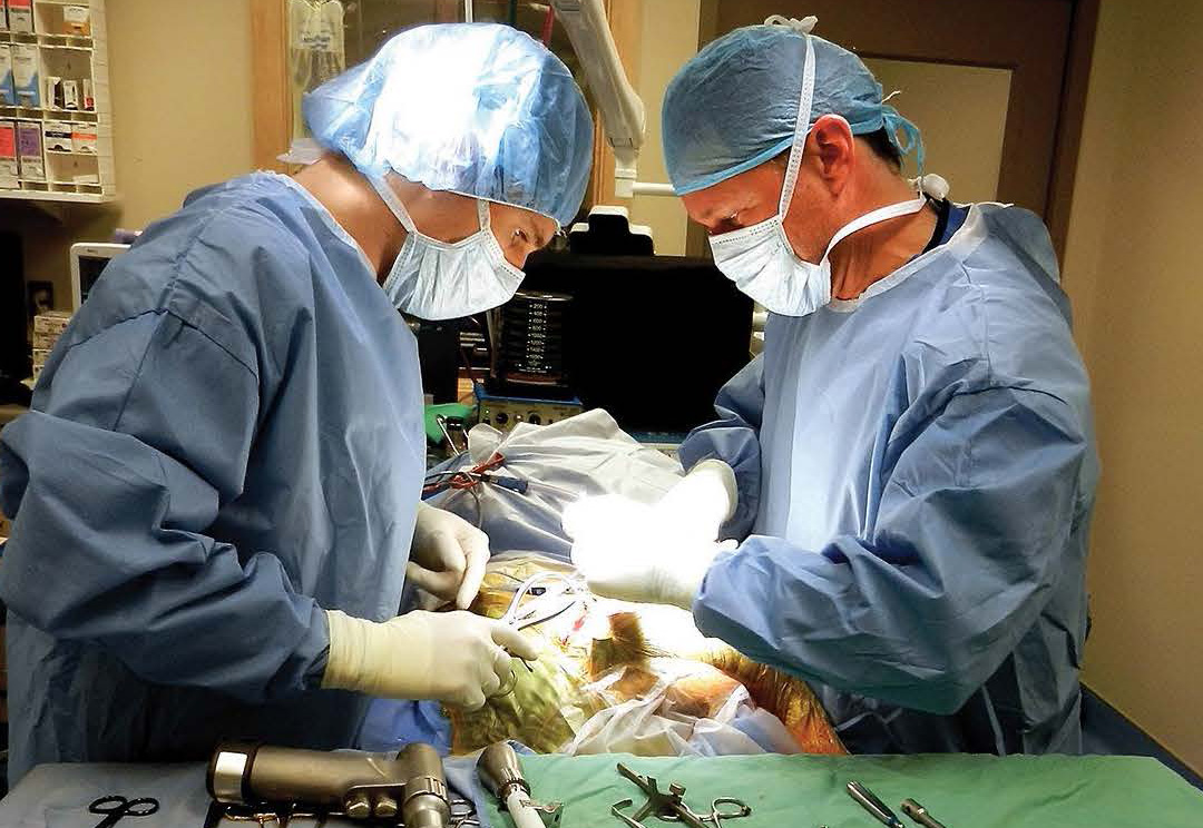 Utah Veterinary Center Mountain Express Magazine