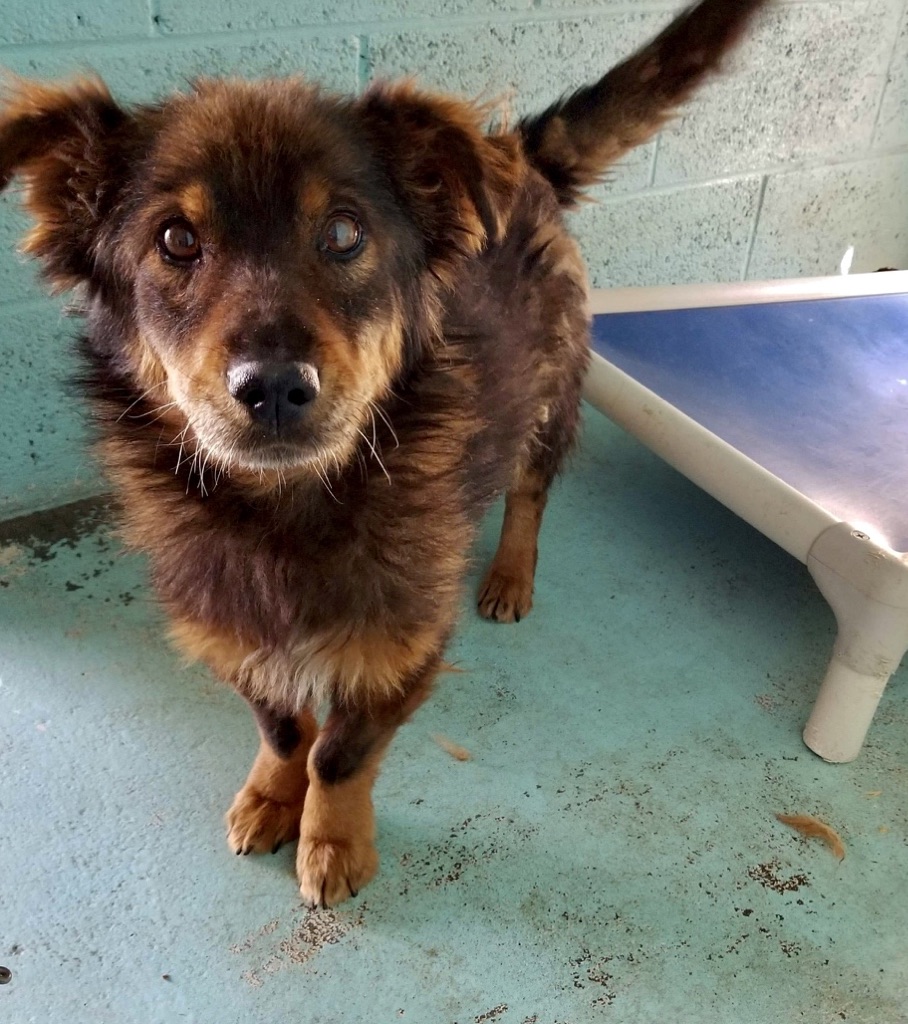 Yogi’s Story Mountain Girl Rescue