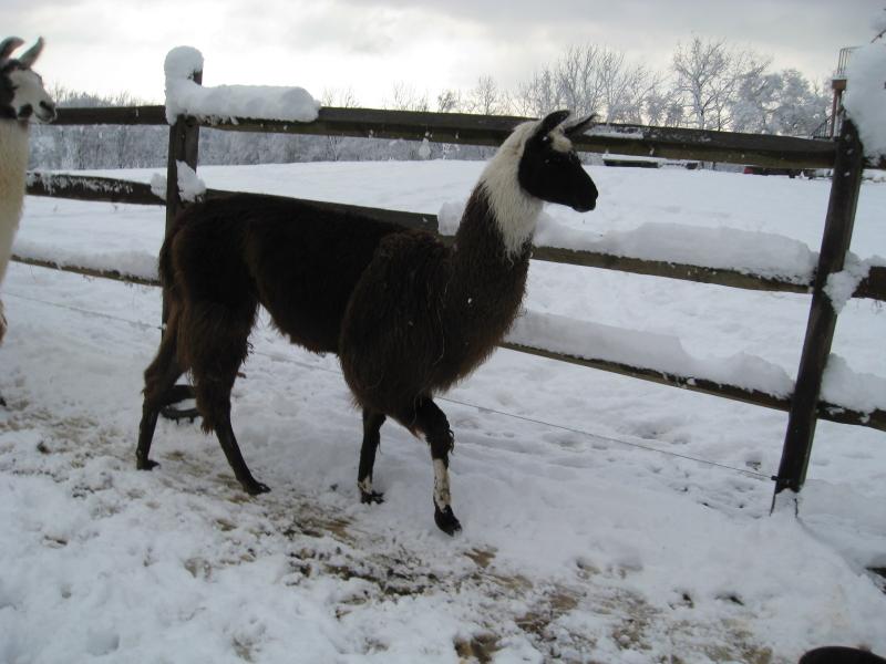 Mountain Jam Llamas FOR SALEAll the llamas shown here are great guard