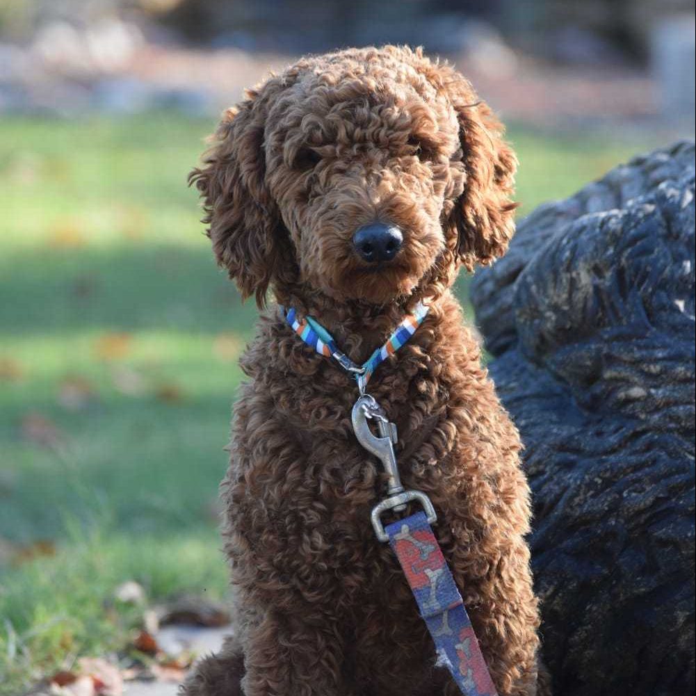 Banjo AKC Moyen Poodle Mountain Meadow Puppies