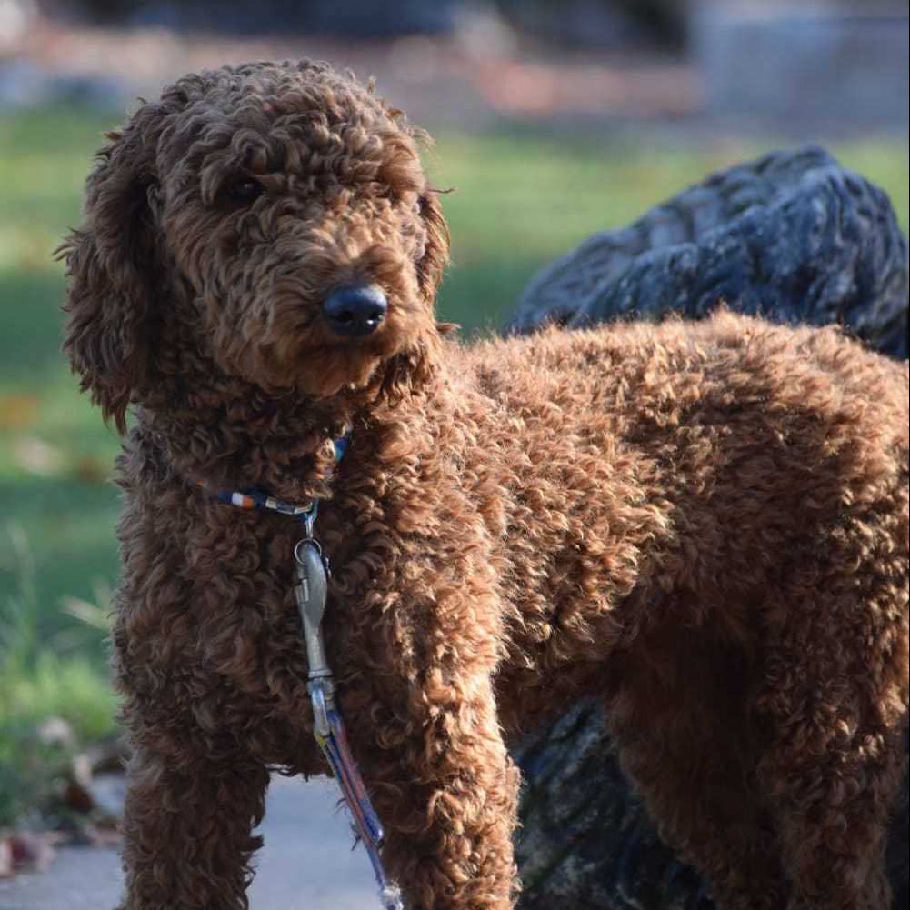Banjo AKC Moyen Poodle Mountain Meadow Puppies