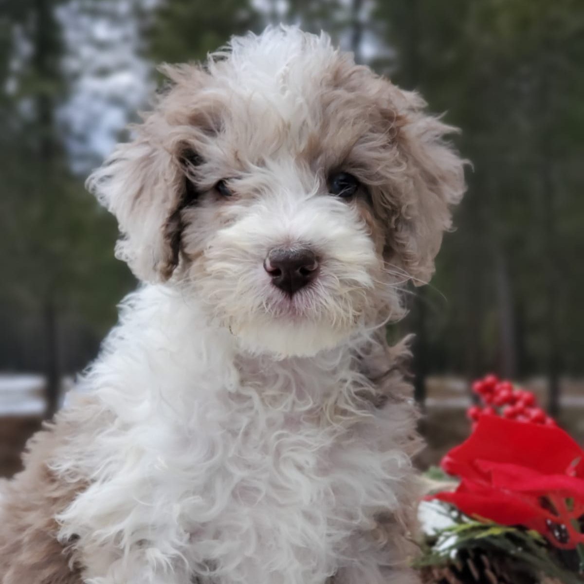 Goldendoodle Coat Colors Everything You Need To Know Mountain