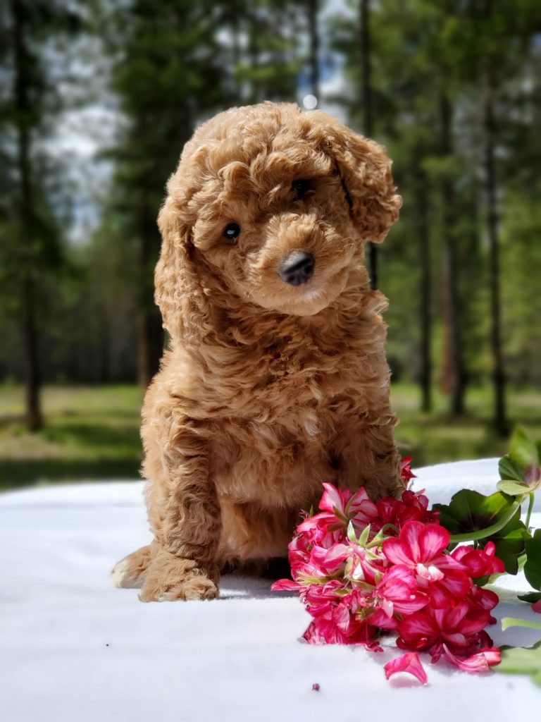 How To Potty Train Your Goldendoodle A Guide To Success Mountain Meadow Puppies