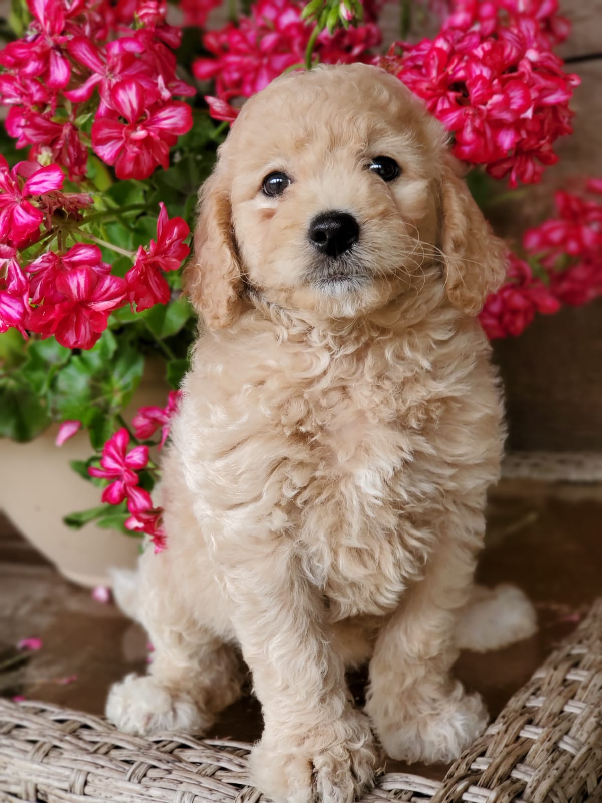 How To Potty Train Your Goldendoodle A Guide To Success Mountain