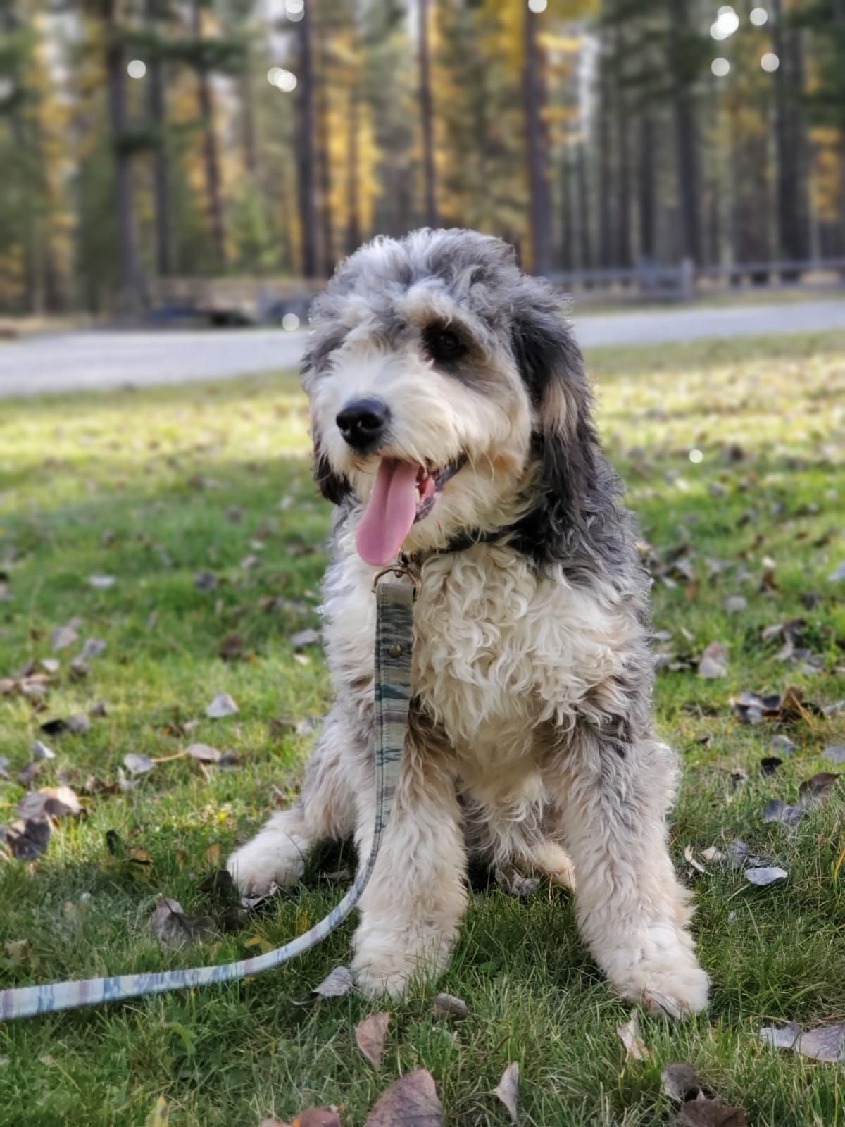 F1b Micro/Mini Bernedoodle Litter Mountain Meadow Puppies