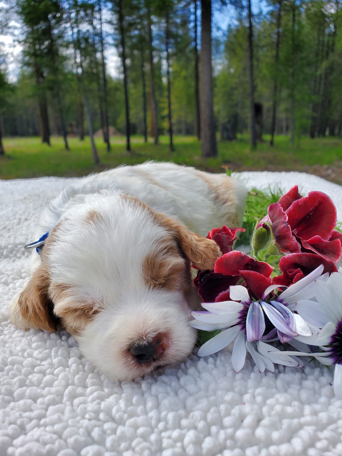 7 Fun Facts About Mini Goldendoodles Mountain Meadow Puppies