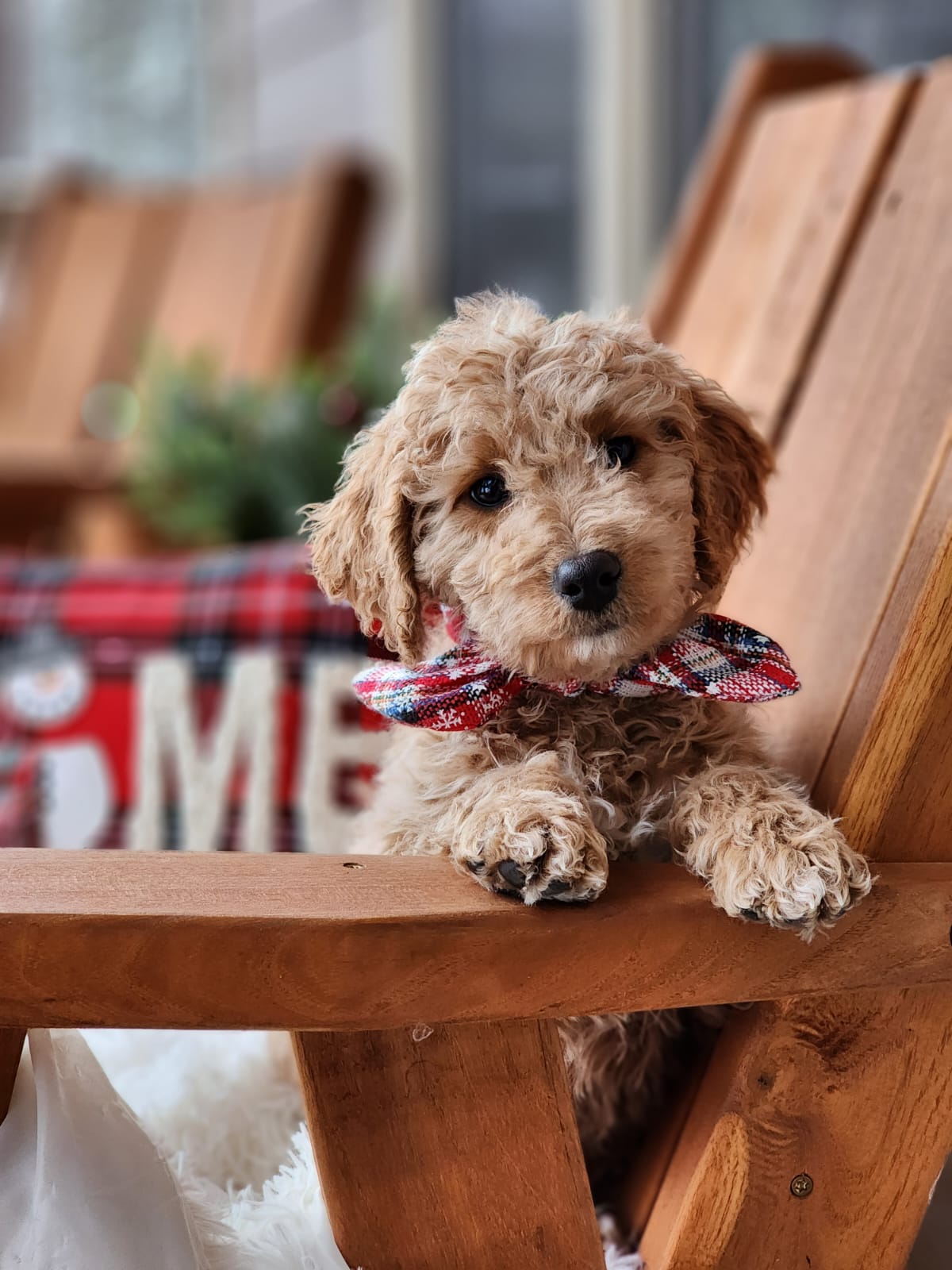 10 Tips To Improve Your Dog Recall Mountain Meadow Puppies