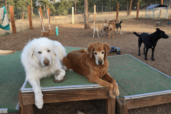 Five Important Tips for Boarding Your Pet Over the Holidays Mountain Park Veterinary Hospital