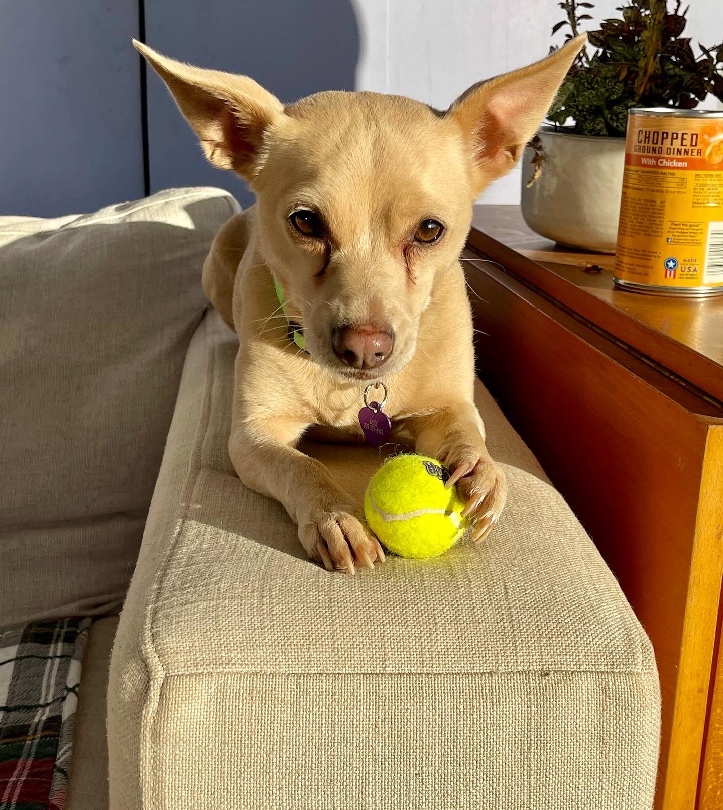 Pixie1 Mountains' Humane Society Pet Rescue