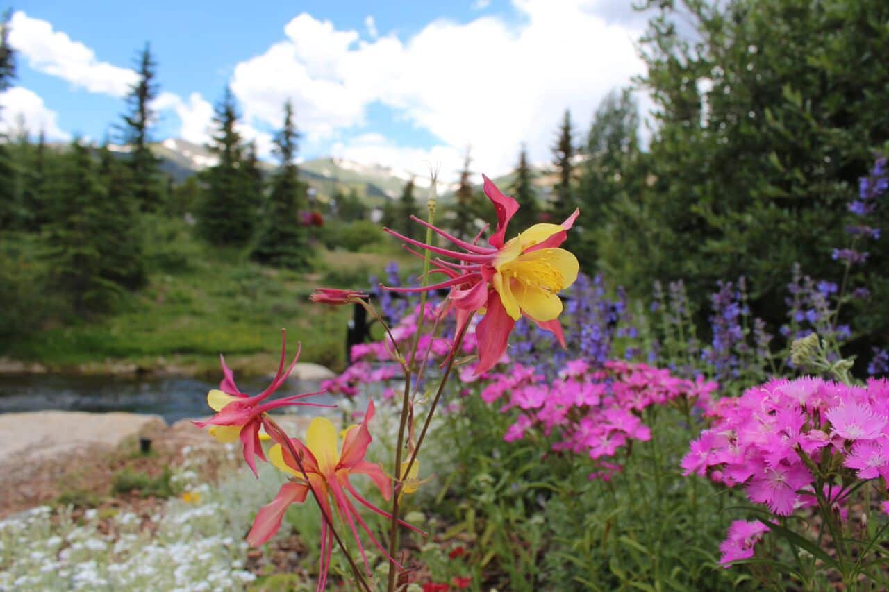 4 Summer Events in Vail Not to Miss Peak 1 Express