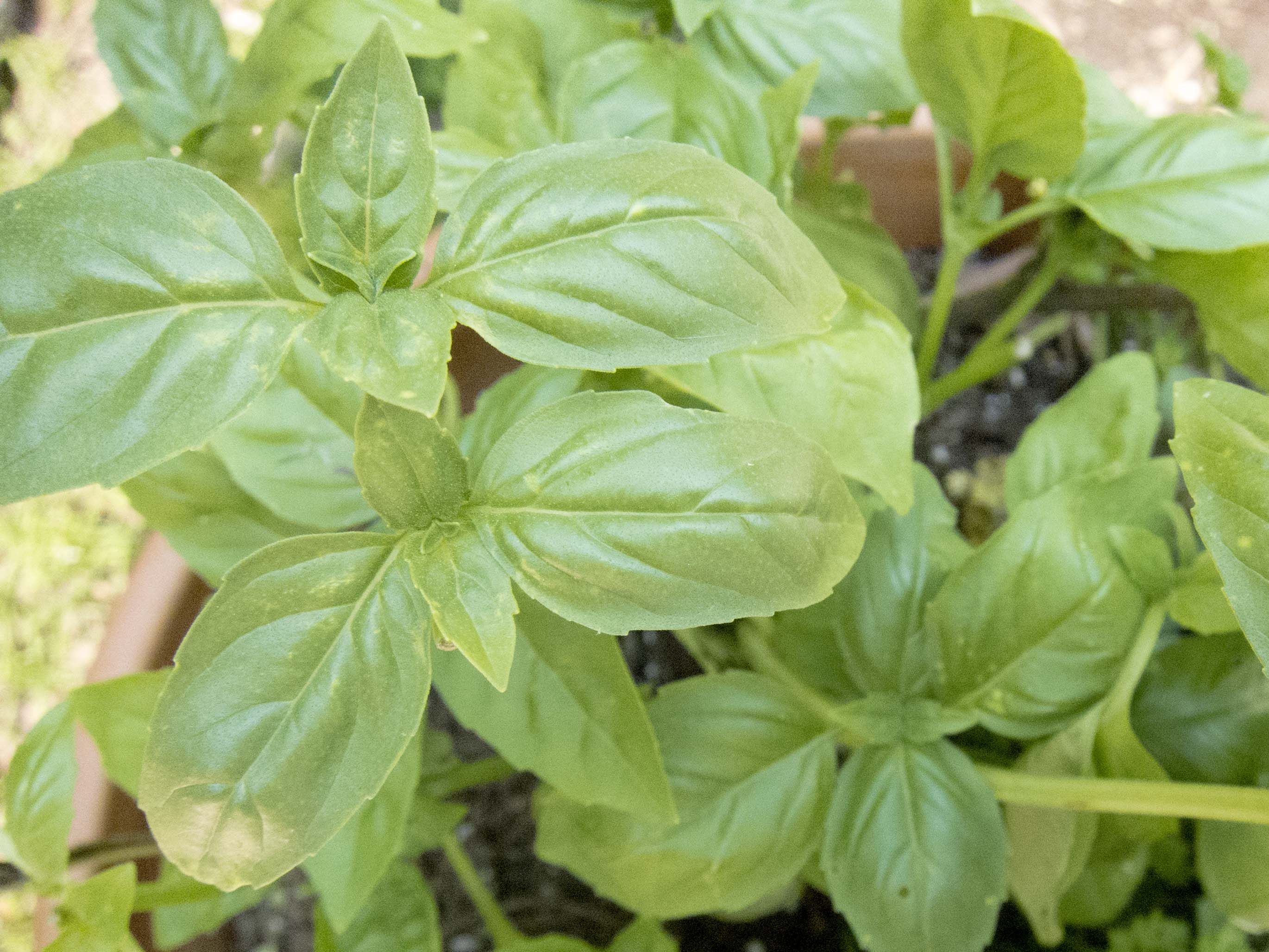 Culinary Herbs as Medicine Mountain Spirit Herbs