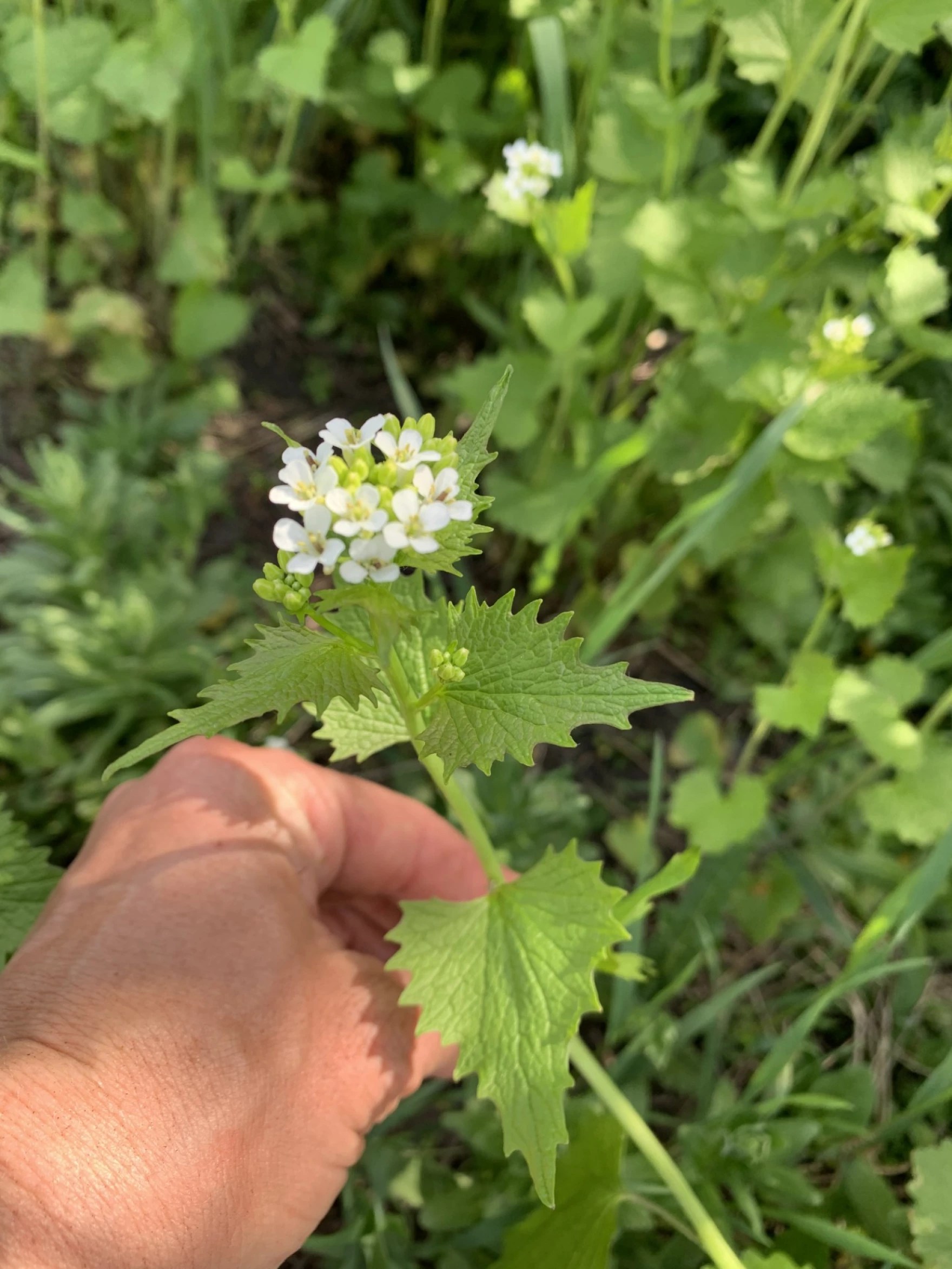 Garlic Mustard Weed Pull Volunteer Event 6/29 900am Mountain Trails