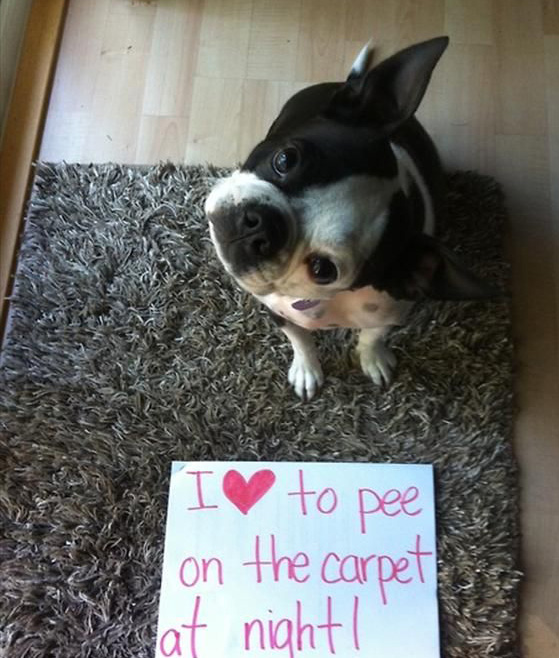 a simple at home pet urine treatment from mountain view carpet cleaning