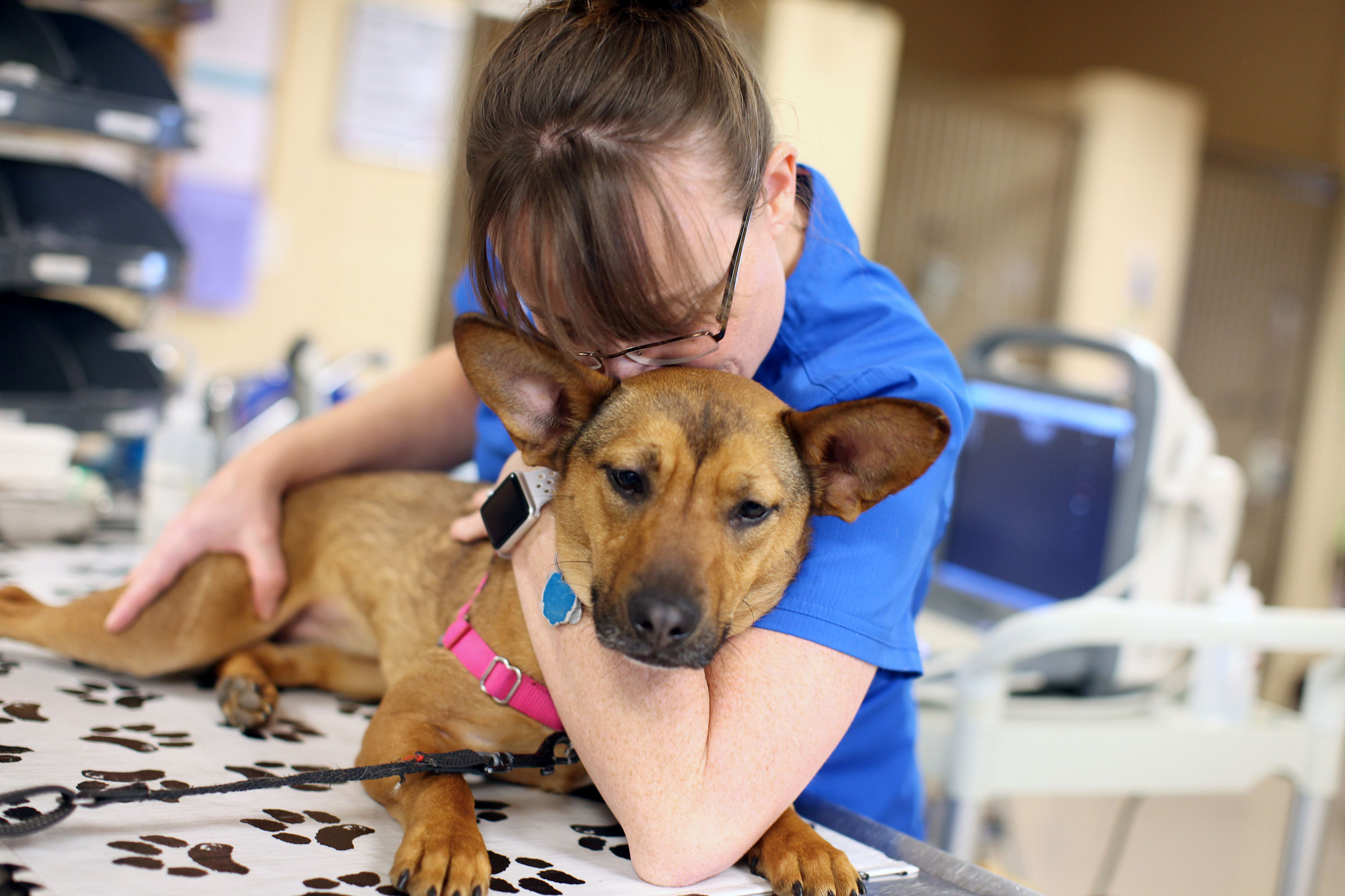 085_MVAE_web Mountain View Animal Emergency