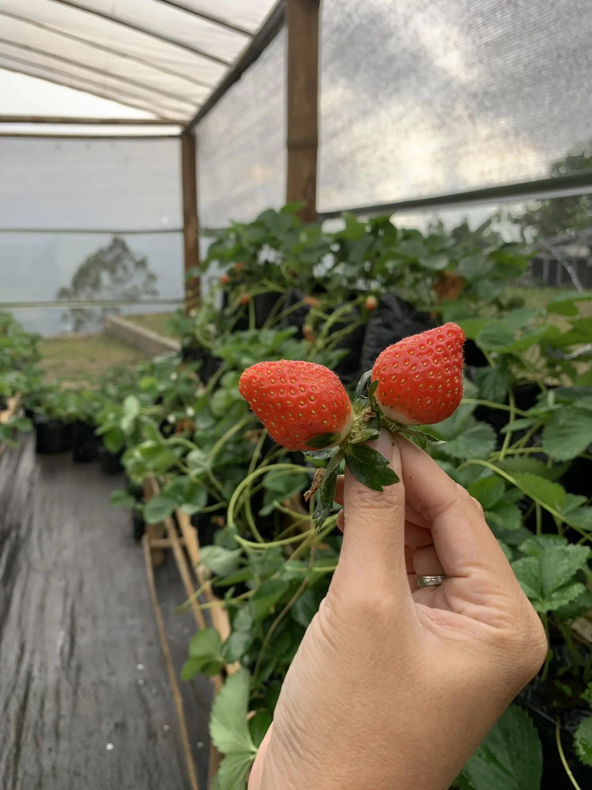 LAYANAN KAMI Mountain View Farm Bali