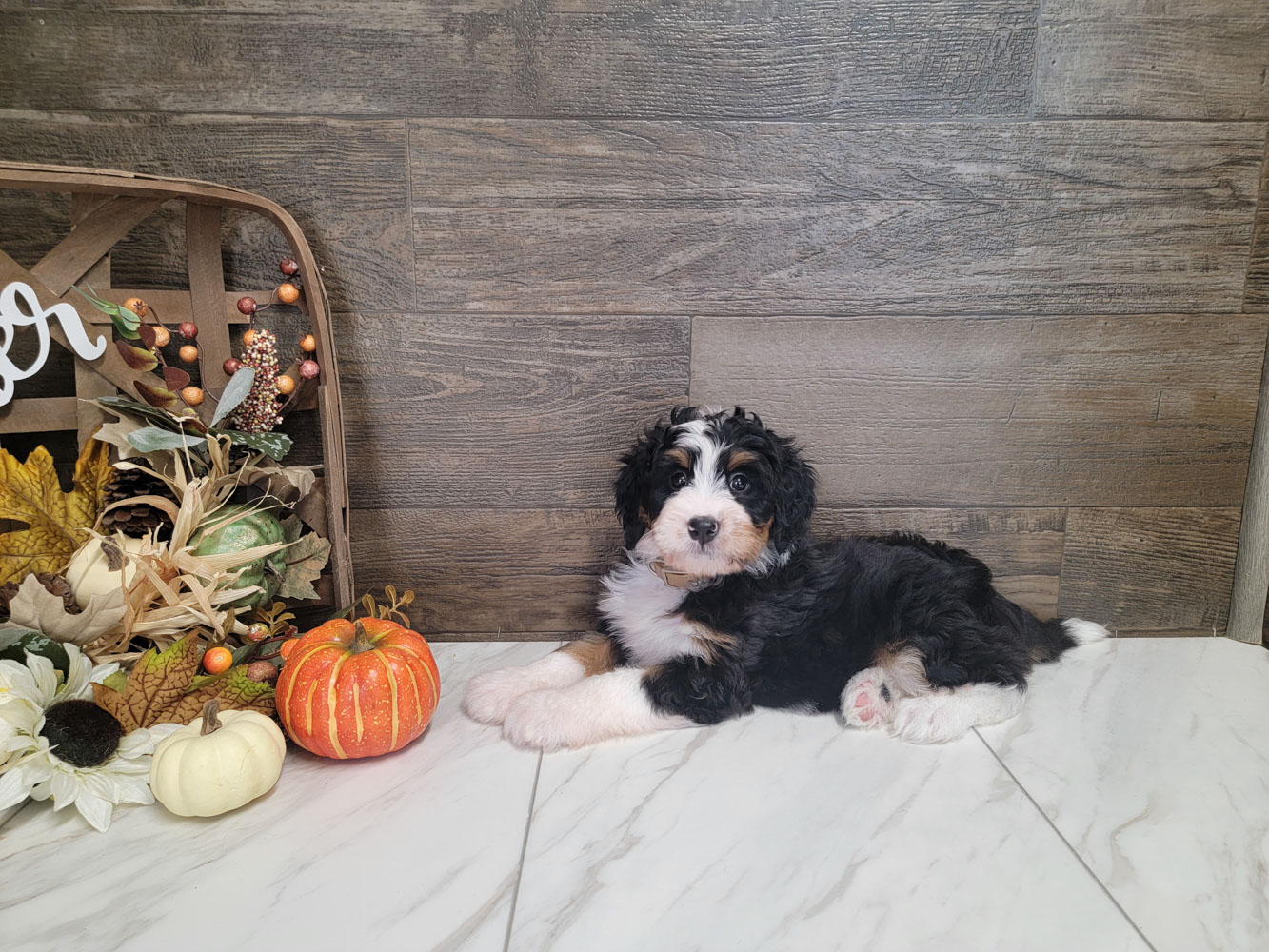 Mitchel Mountain View Puppies