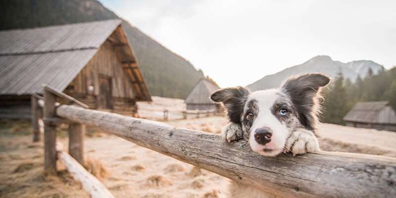Lake Elsinore, CA Veterinarian Mountainview Small Animal Hospital